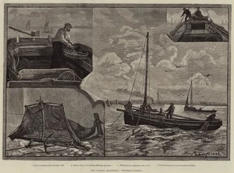 Halászati iparágaink, Whitebait Fishing